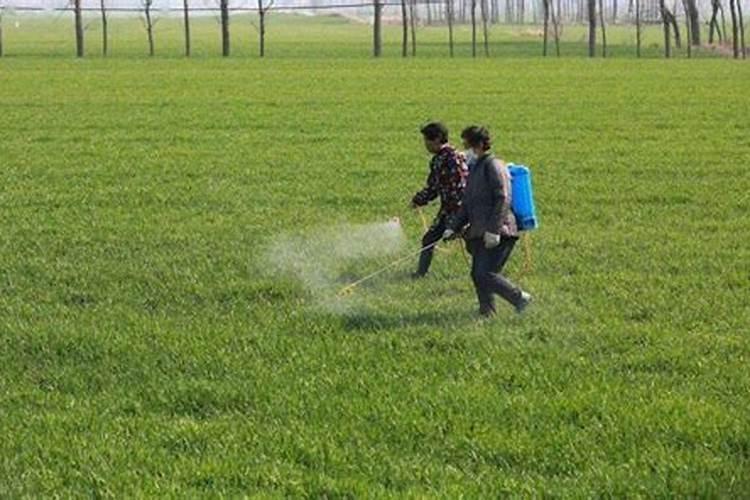 富贵红竹的养殖方法