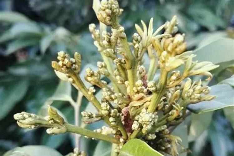 辣椒挂果后施什么肥