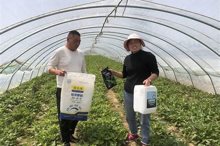 瓜蒌怎么种植技术