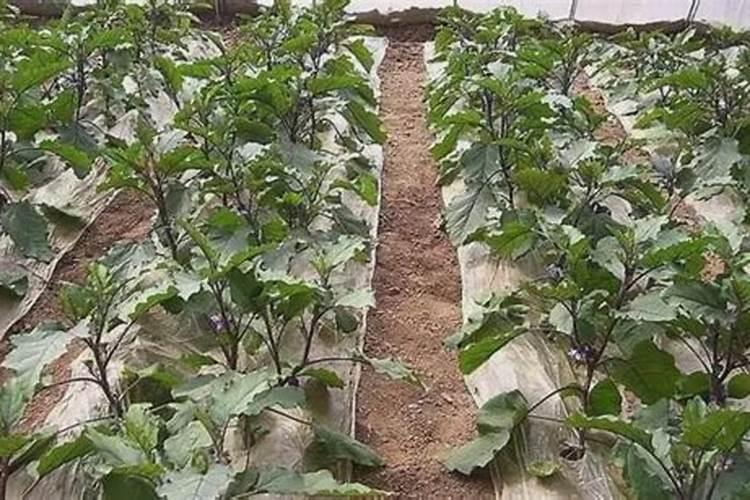 苗木返青水什么时候浇