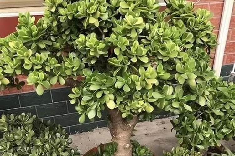 想要“玉树”长得快,学会这2招,玉树蹭蹭长成“老桩”