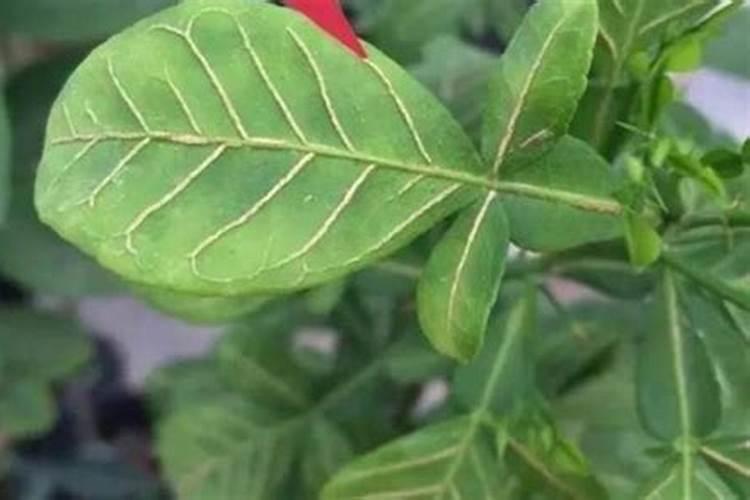 多肉植物能喷磷钾肥吗