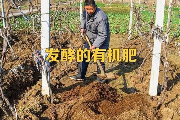 番茄什么时候冲平衡肥？