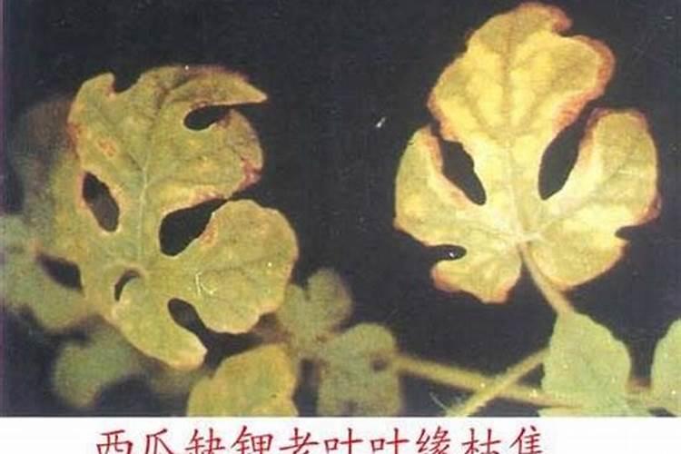 叶面肥好还是化学肥料好？