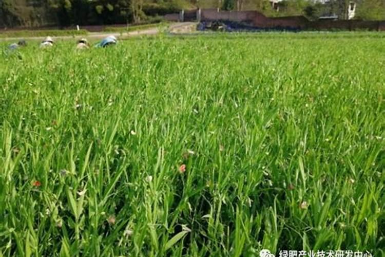 兰花春天什么时候施肥,施什么肥