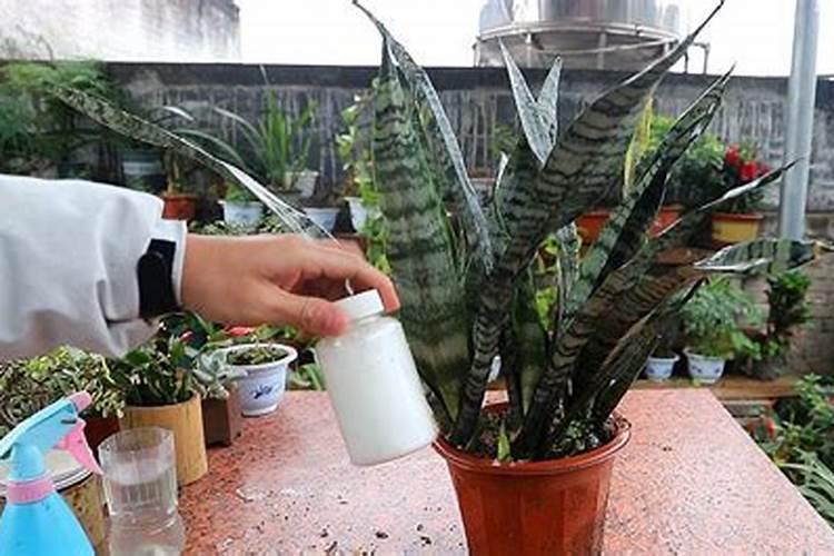 虎皮兰怎么施肥