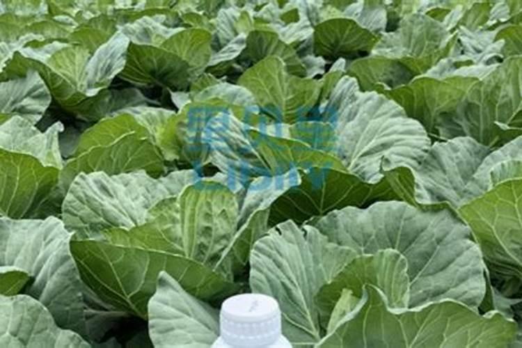 水稻钾肥什么时候施