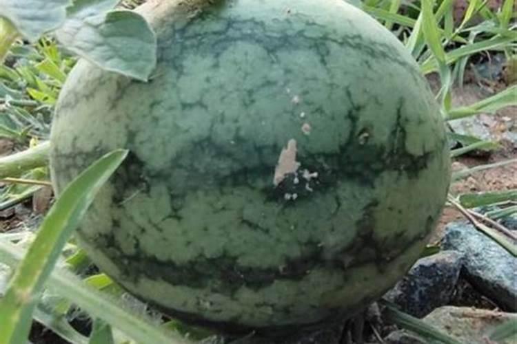 大棚种植西红柿一亩地能挣多少？