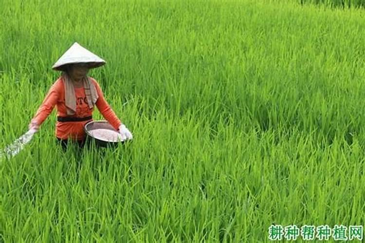 杀虫剂可以和杀菌剂一起打吗？