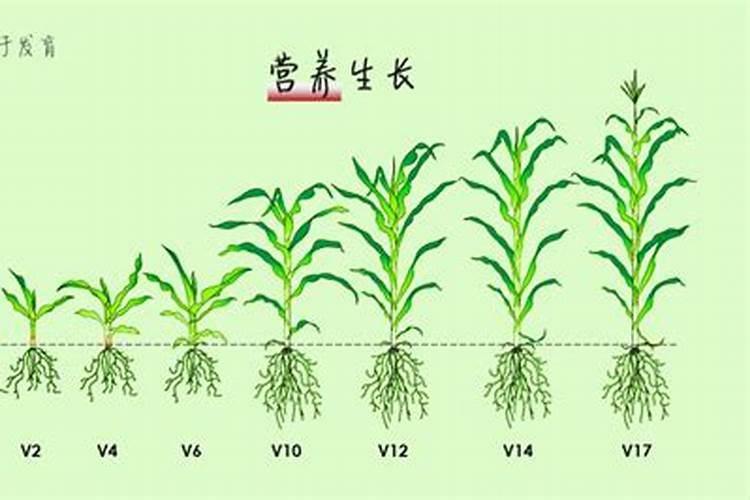 玉米追肥硝酸铵钙和尿素哪个好