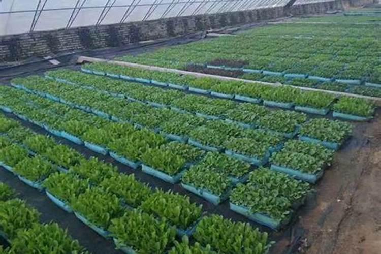 山东济宁的土特产有哪些？