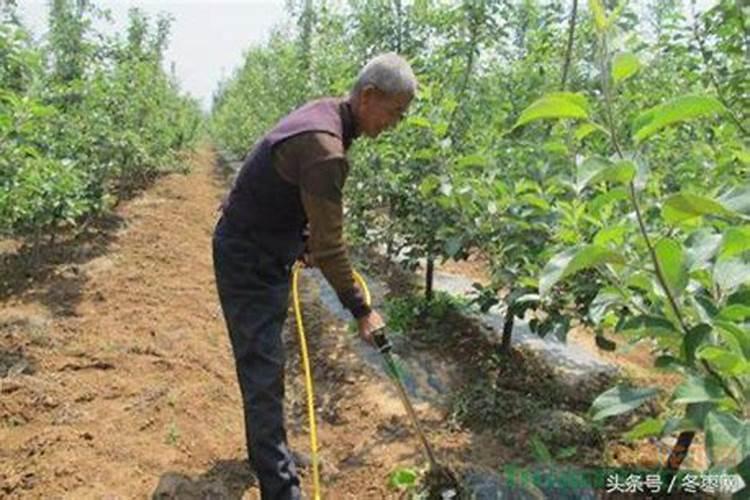 什么肥料生根