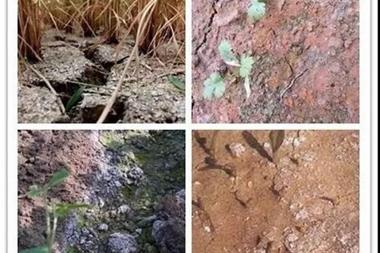水溶肥什么时候用效果好