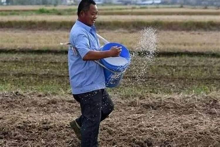 吉利红水培和土栽比较