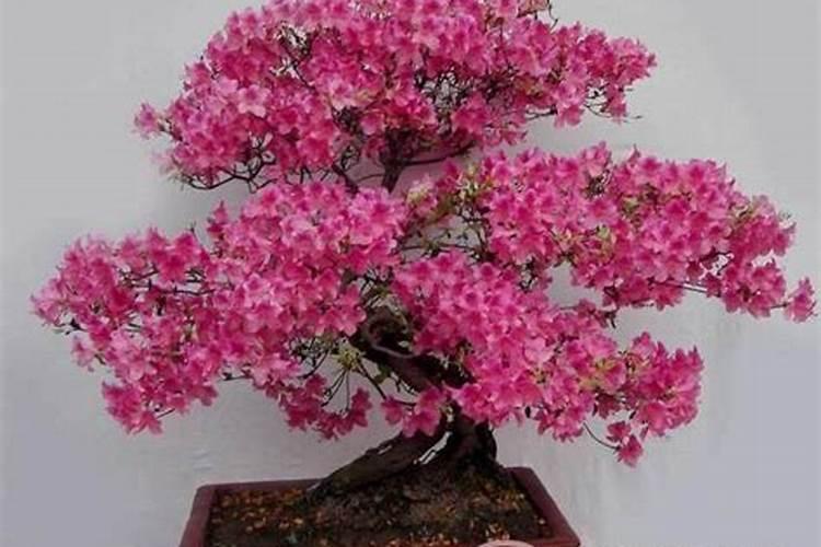 小麦水稻茎里的空心部分名称