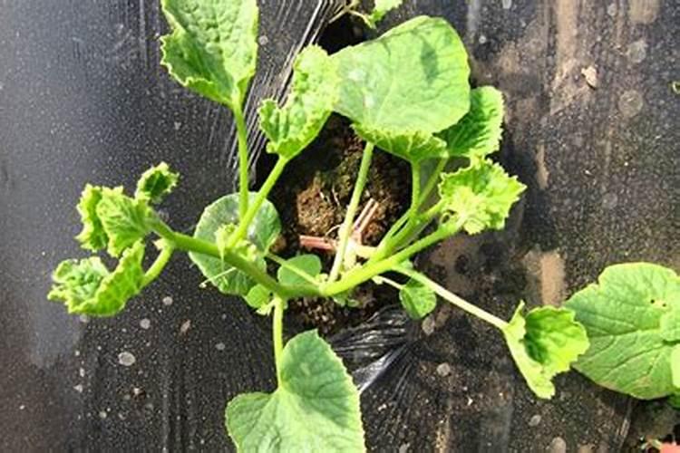 三丰食业的午餐肉怎么样啊？听说他们家有好几款产品,有没有懂行的来说...