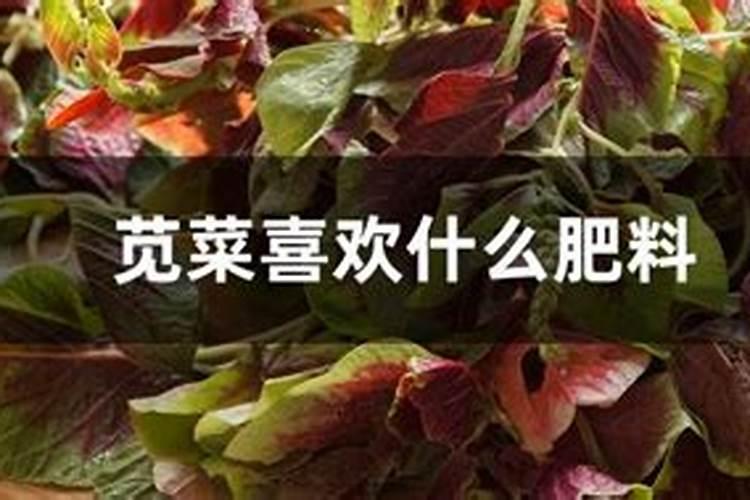 用什么方式能让野苋菜长得更嫩？