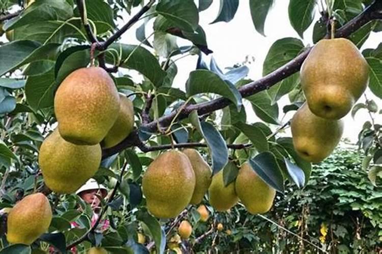 哪种品种梨观赏价值高？