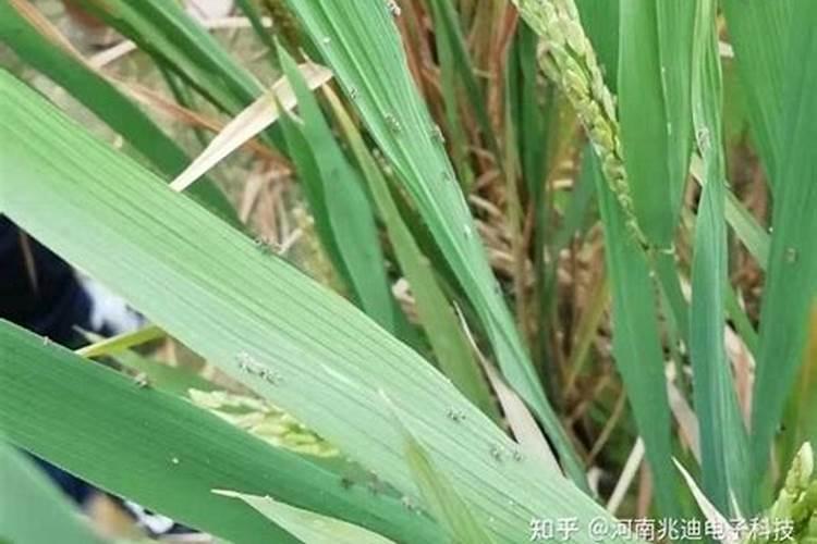 石榴树施三胺肥行吗？