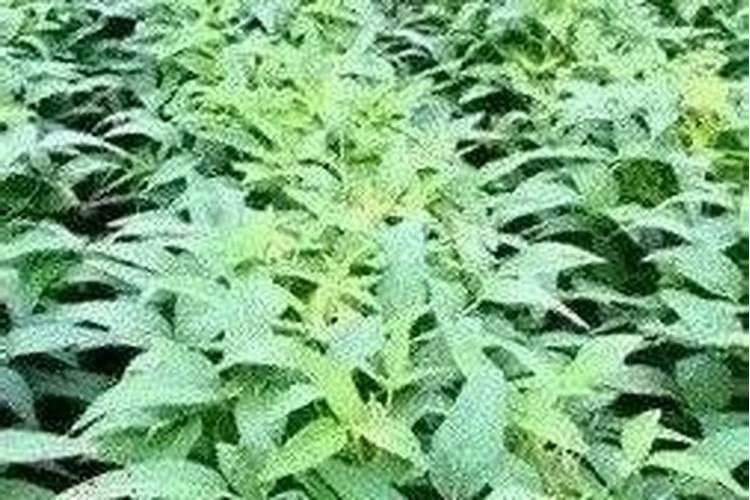 硝铵化肥的功效和用途 可以与哪些肥料混用