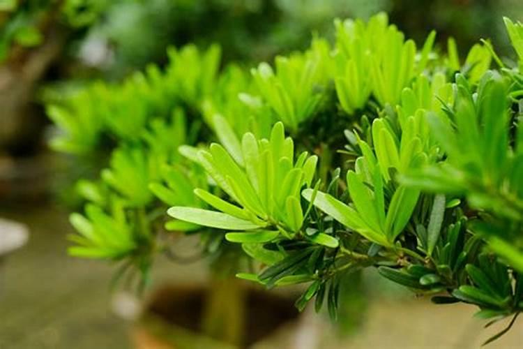 大棚秧苗中午可以上水吗？