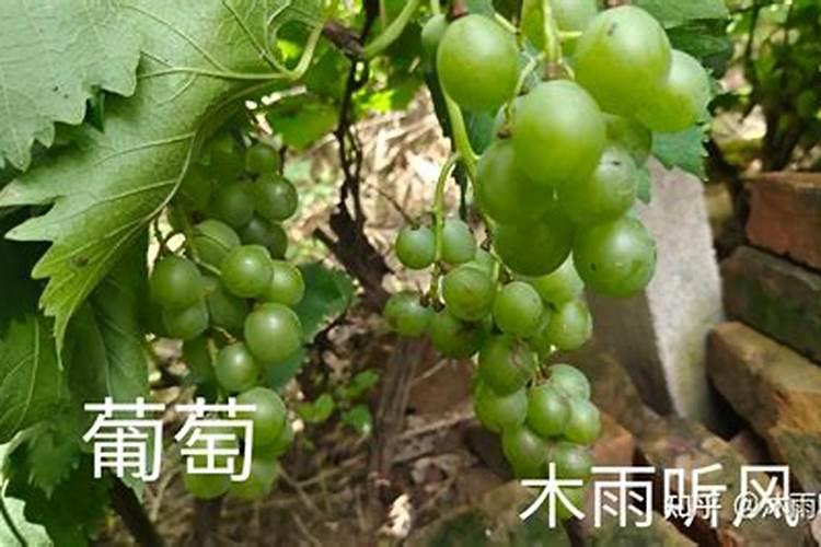 葡萄什么时候喷施叶面肥