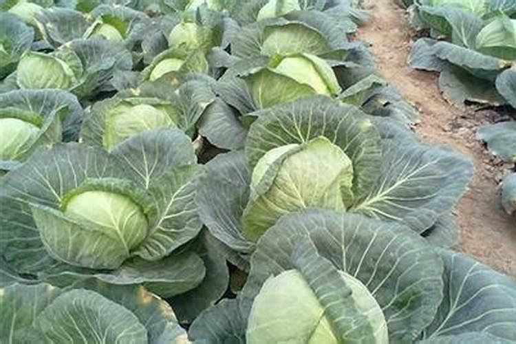 玛菲是一种怎么样的叶面肥？