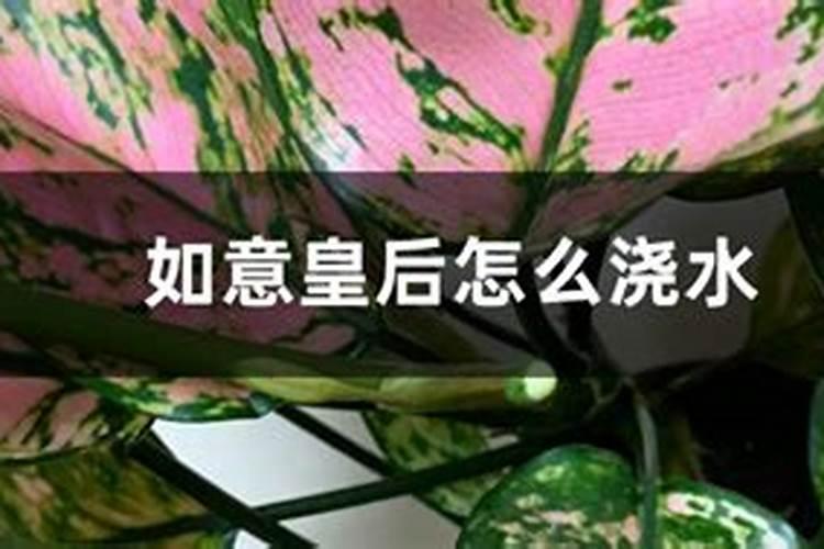 如意皇后怎么养才会红,如何让如意皇后变红