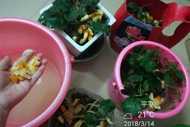 鱼蛋白的制作方法