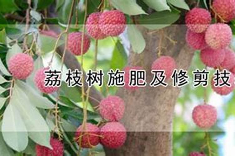 荔枝施什么肥料最好