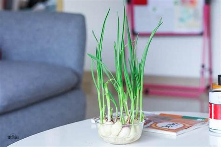 辣子这是有什么病了？