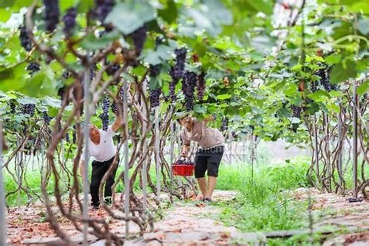 农野小旺混合肥料多少钱一吨