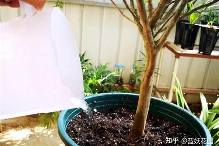 番茄打什么农药好