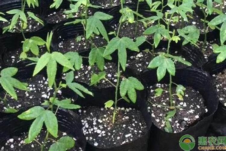 百香果浇什么肥料,怎么给百香果施肥
