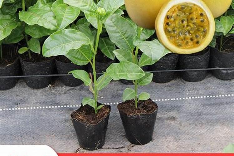 要想百香果结果多需用什么肥