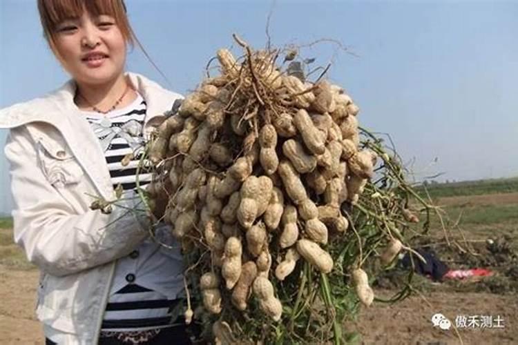 花生施肥时间及方法