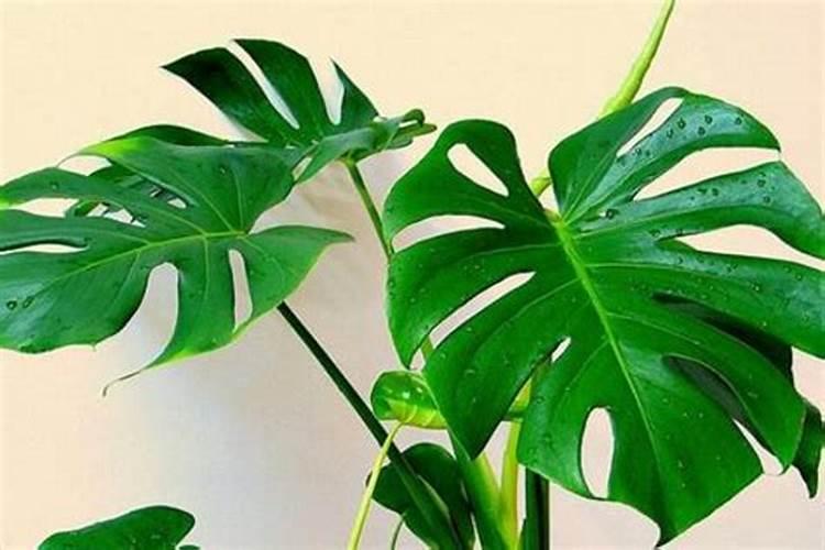 玉米芯怎么做成有机肥？