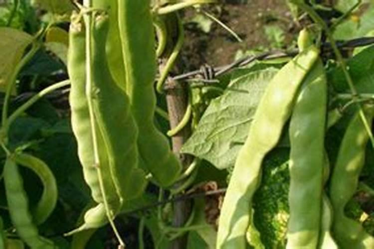 豆角花期这几个禁忌一定不要犯!