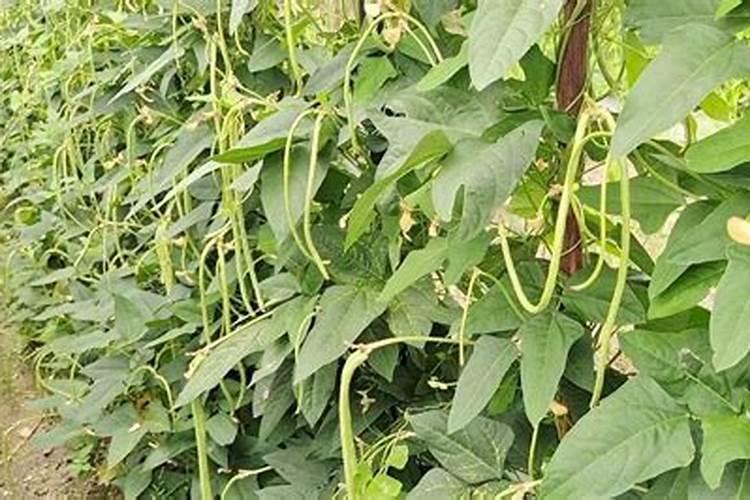 豆角保花保果用什么肥料好？豆角怎么施肥又长又直？