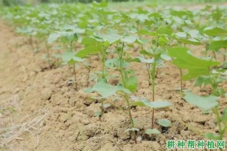 种植棉花的全过程