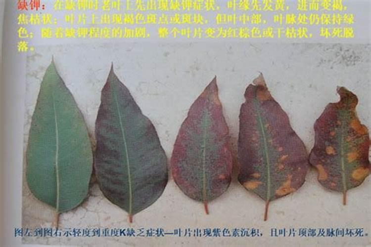 桃树施什么肥好