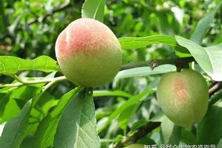 桃树什么时候施肥施什么肥最好