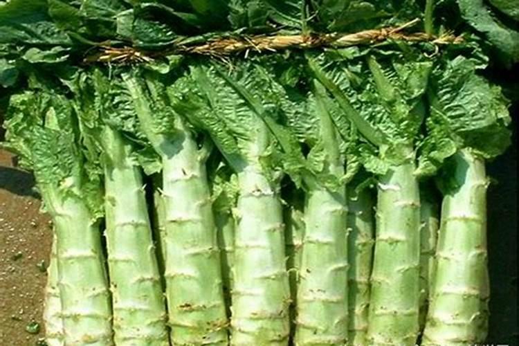 百万心吊兰的花语