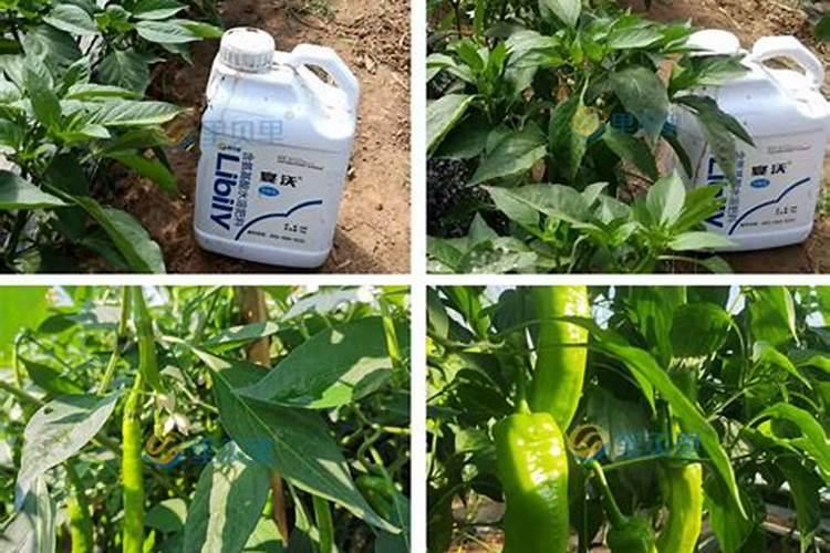 客厅玄关放什么植物最好