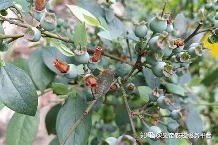木瓜幼苗多久浇水 木瓜苗期如何浇水