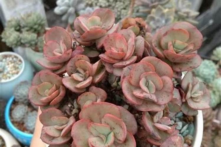 叶仙怎么养才能长粗壮