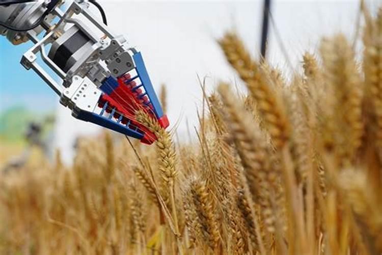 种植小麦用木醋液