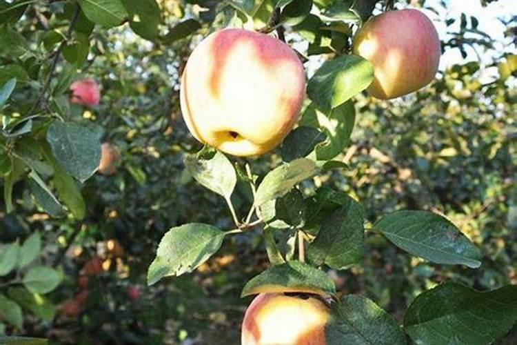 苹果树补钙几月份最好