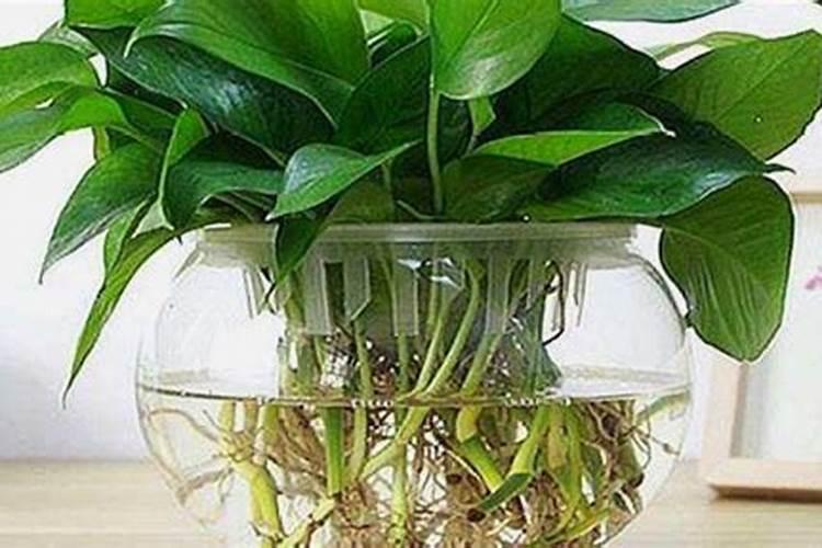 高产水稻前十名的品种