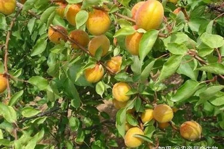 花盆中蓝莓施什么肥好